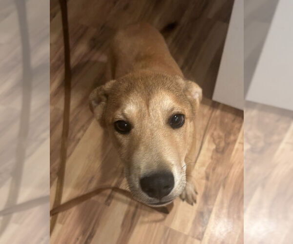 Medium Photo #6 Labrador Retriever-Unknown Mix Puppy For Sale in Oak Bluffs, MA, USA