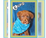 Small #8 Labrador Retriever Mix
