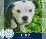 Small #8 Boston Terrier Mix
