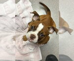 Small Boxer Mix