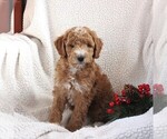 Small Photo #2 Poodle (Miniature) Puppy For Sale in STEVENS, PA, USA