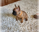 Puppy Daisy French Bulldog