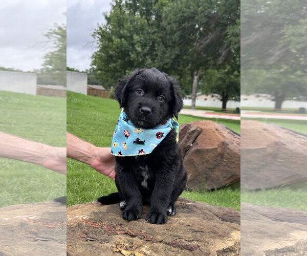 Medium Photo #9 Aussiedor Puppy For Sale in Euless, TX, USA