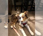 Small #11 Australian Shepherd