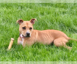 Meadow #2 - Female Labrador Retriever-Unknown Mix Dog for Adoption - Photo #3