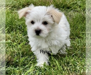 YorkiePoo Puppy for sale in CASSVILLE, MO, USA