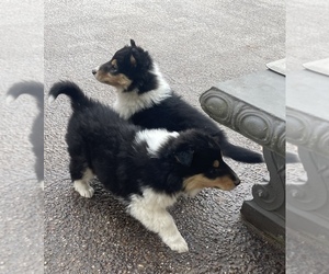 Collie Puppy for sale in OWENSBORO, KY, USA