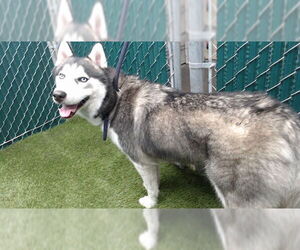 Siberian Husky Dogs for adoption in Downey, CA, USA