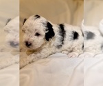 Small #23 Miniature Bernedoodle