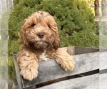 Small #1 Cockapoo
