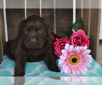 Puppy Lynda Labrador Retriever