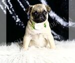 Small #2 Pug