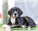 Small #9 Great Dane