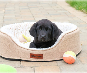 Labrador Retriever Puppy for sale in SYRACUSE, IN, USA