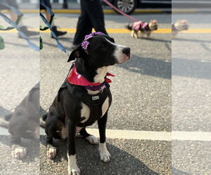 American Pit Bull Terrier-Labrador Retriever Mix Dogs for adoption in Oakhurst, NJ, USA