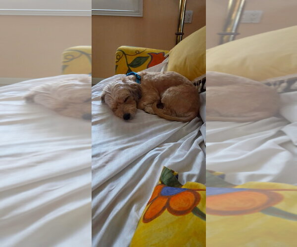Medium Photo #6 Mutt Puppy For Sale in Woodland Hills, CA, USA