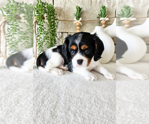 Cavalier King Charles Spaniel Puppy for sale in HIGHLAND, UT, USA