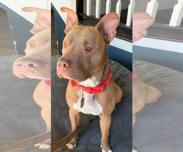 Medium Photo #20 American Staffordshire Terrier Puppy For Sale in Rosenberg, TX, USA