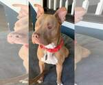 Small #19 American Staffordshire Terrier