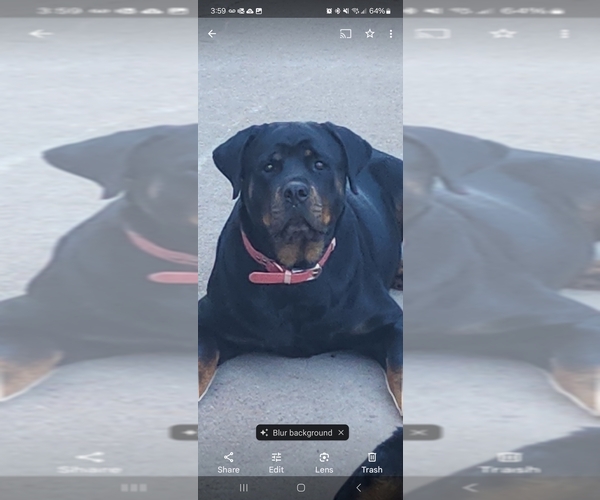 Medium Photo #1 Rottweiler Puppy For Sale in ELK GROVE, CA, USA
