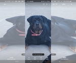 Small Photo #1 Rottweiler Puppy For Sale in ELK GROVE, CA, USA