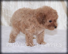 Small #15 Poodle (Miniature)