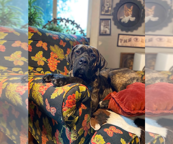Medium Photo #6 Mastiff Puppy For Sale in Sandy, UT, USA
