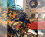 Small #5 Mastiff