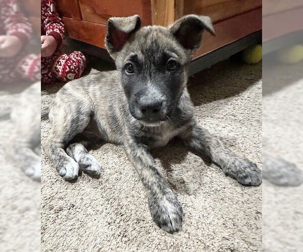 Medium Photo #1 Mutt Puppy For Sale in Genesee, WI, USA