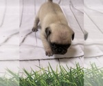 Small Photo #19 Pug Puppy For Sale in BRIDGEPORT, CT, USA