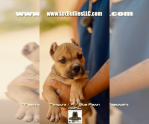 American Bully Puppy for sale in GREELEY, CO, USA