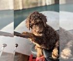 Small Photo #6 Goldendoodle Puppy For Sale in LOUISA, VA, USA