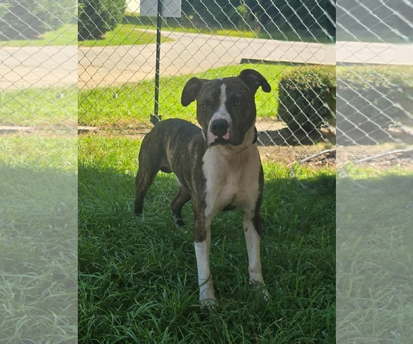 Medium Photo #1 Boxador Puppy For Sale in Orangeburg, SC, USA