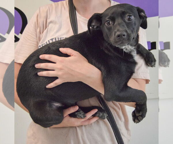 Medium Photo #2 Mutt Puppy For Sale in Huntley, IL, USA