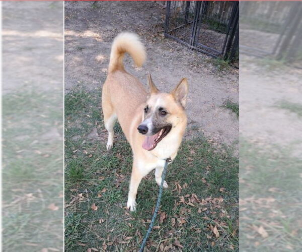 Medium Photo #2 Akita-German Shepherd Dog Mix Puppy For Sale in Winston Salem, NC, USA