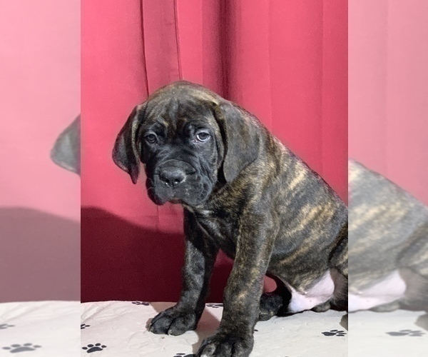 Medium Photo #7 Cane Corso Puppy For Sale in COTTAGE GROVE, OR, USA