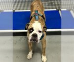 Small American Bulldog Mix