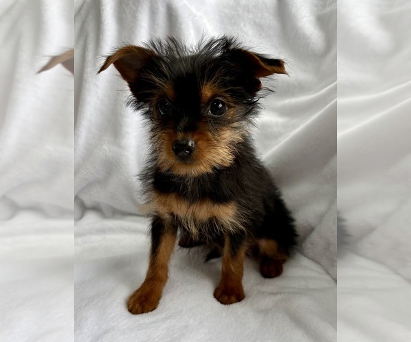 Medium Photo #3 Yorkshire Terrier Puppy For Sale in FAIR HAVEN, MI, USA