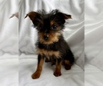 Small #2 Yorkshire Terrier