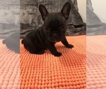 Small Photo #4 French Bulldog Puppy For Sale in CLIFTON, NJ, USA