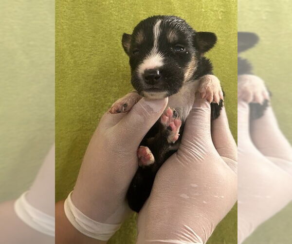 Medium Photo #2 German Shepherd Dog Puppy For Sale in Riverside, CA, USA