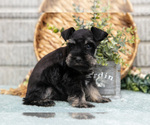 Small #2 Schnauzer (Miniature)