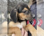 Small Photo #16 Beagle-Unknown Mix Puppy For Sale in McKinney, TX, USA