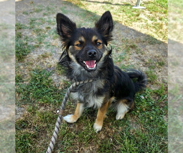 Medium Photo #1 Chihuahua-Unknown Mix Puppy For Sale in Long Beach, CA, USA