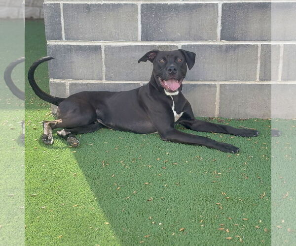 Medium Photo #4 American Staffordshire Terrier-Unknown Mix Puppy For Sale in Huntley, IL, USA