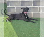 Small #3 American Staffordshire Terrier Mix
