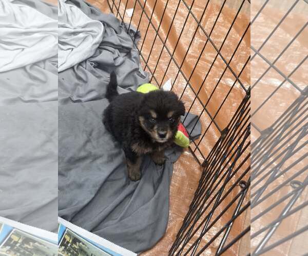 Medium Photo #2 German Shepherd Dog-Unknown Mix Puppy For Sale in SHERBURNE, NY, USA