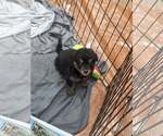 Small #1 German Shepherd Dog Mix