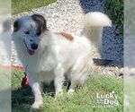 Small #3 Border Collie-English Springer Spaniel Mix