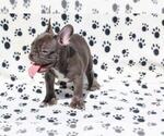 Small Photo #2 French Bulldog Puppy For Sale in CORAL GABLES, FL, USA